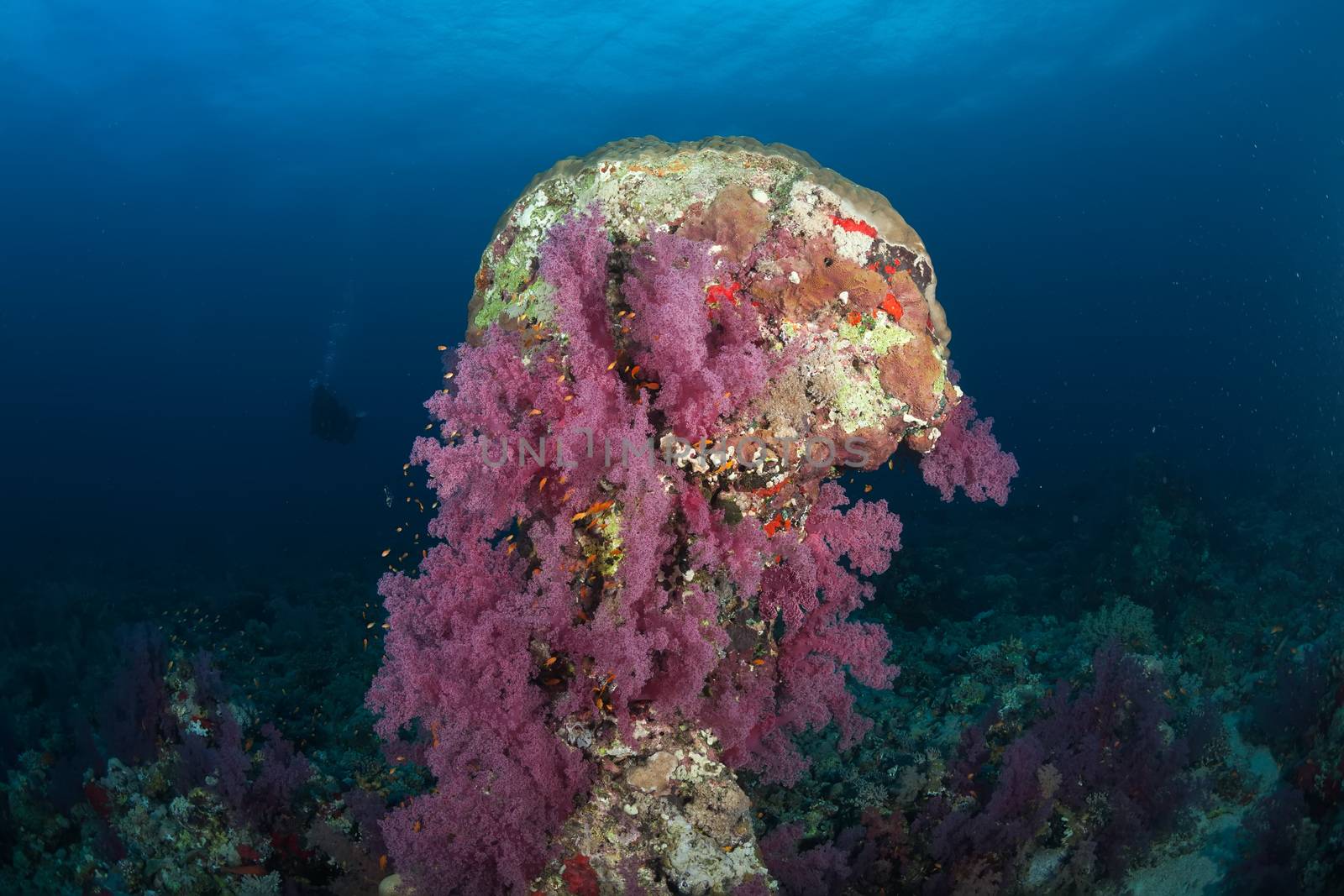 coral life diving Sudan Soudan Red Sea safari