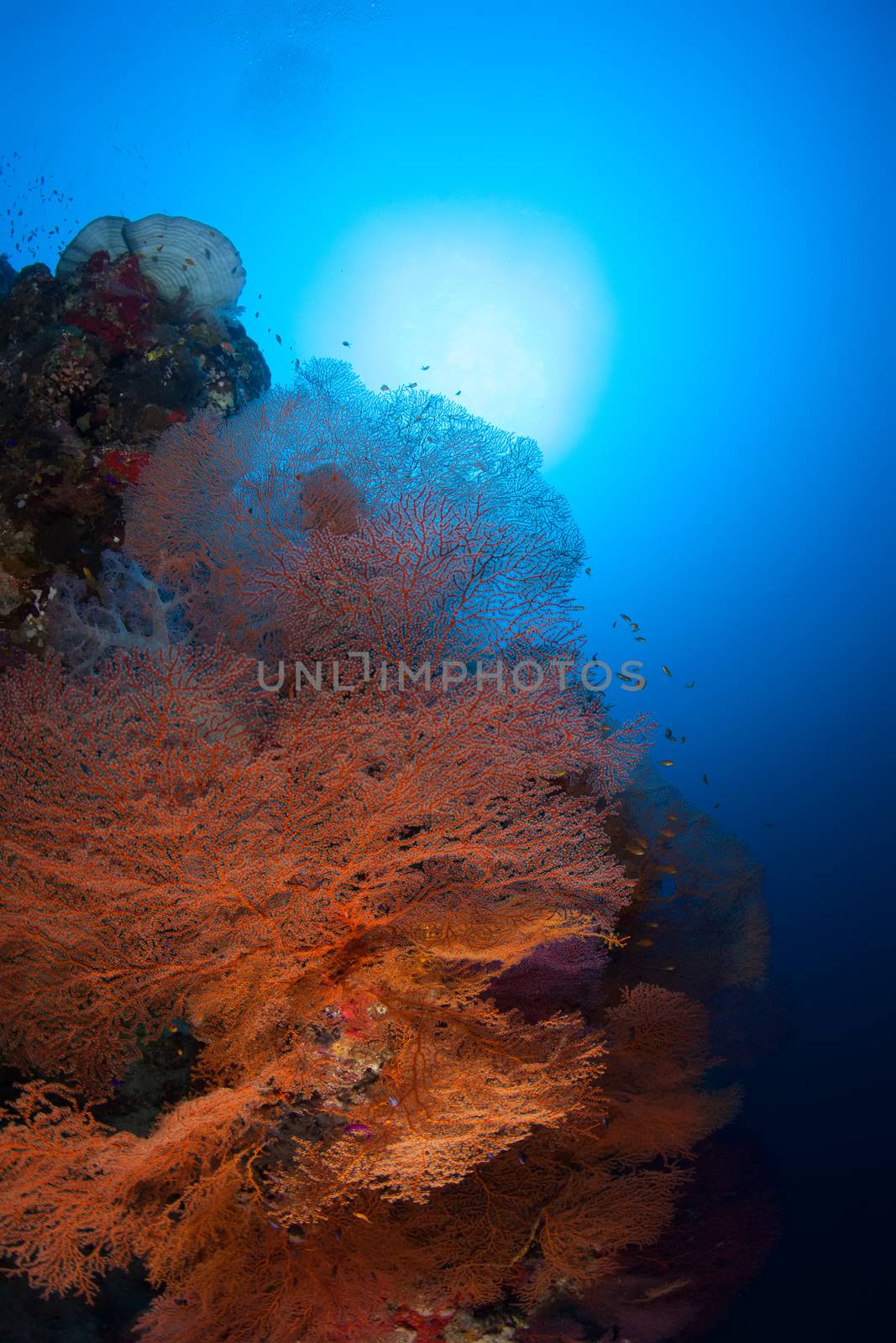 coral life diving Sudan Soudan Red Sea safari by desant7474