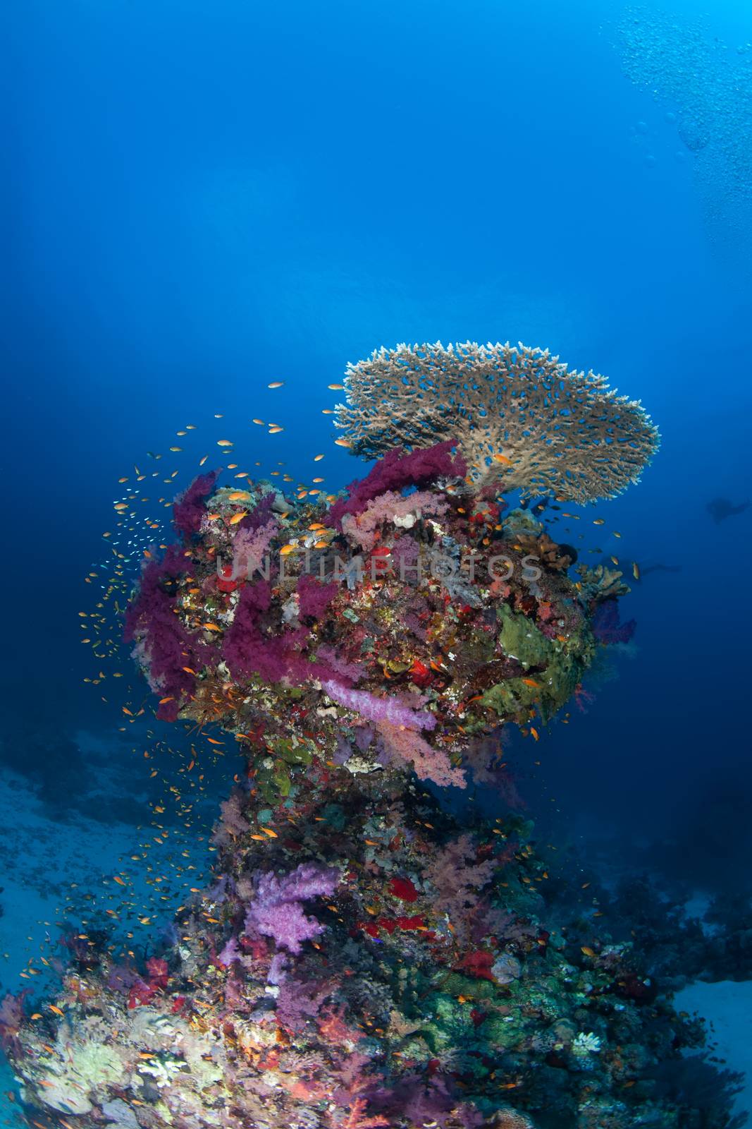 coral life diving Sudan Soudan Red Sea safari