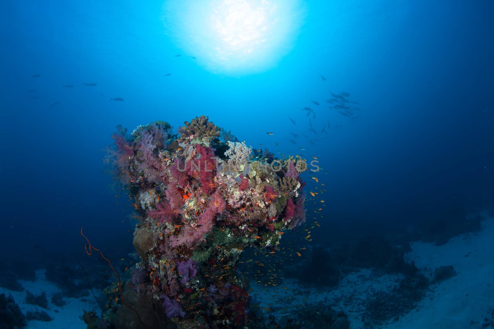 coral life diving Sudan Soudan Red Sea safari