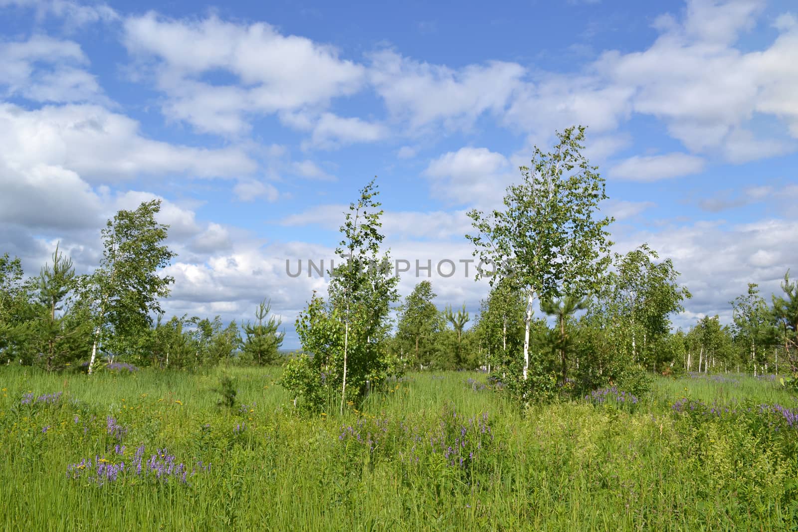 Landscape with young trees against the blue sky and clouds. by Gaina