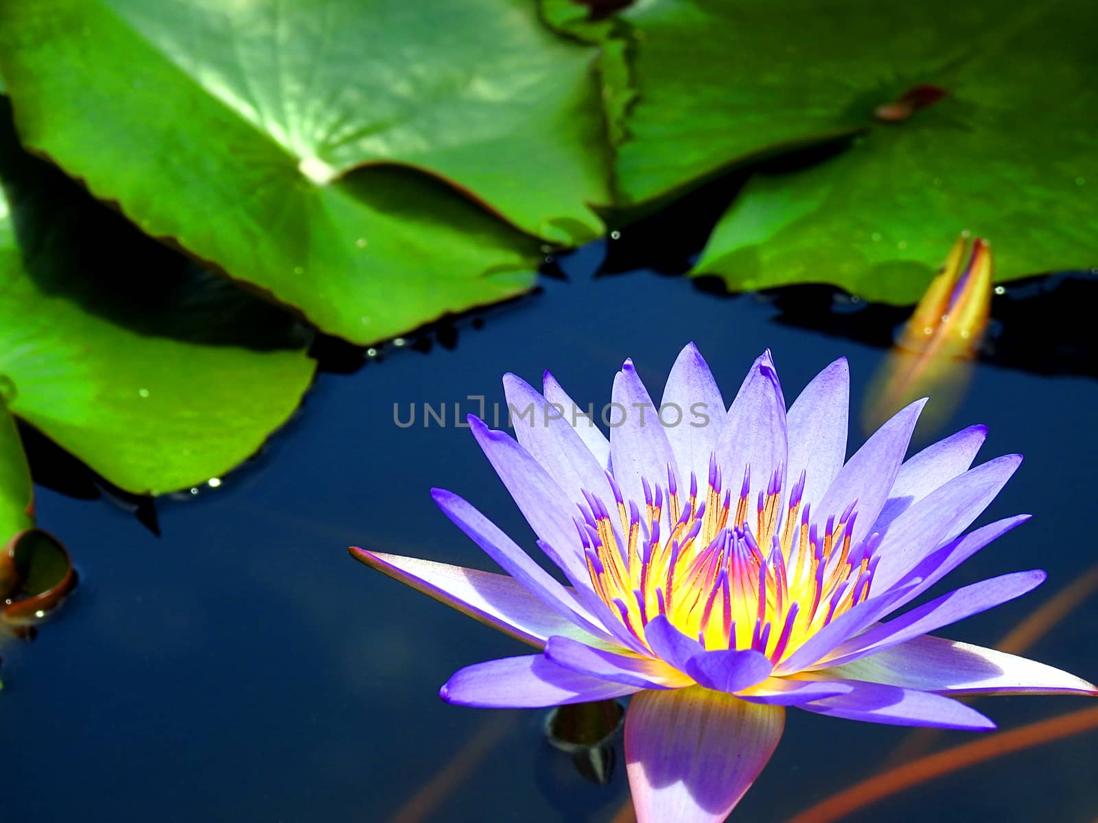 Flower lotus blooming in pond.