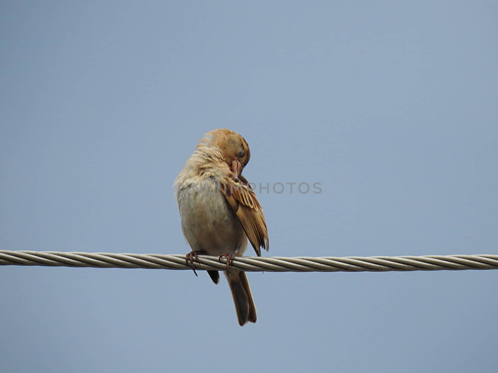 Bird on wire. by oasis502