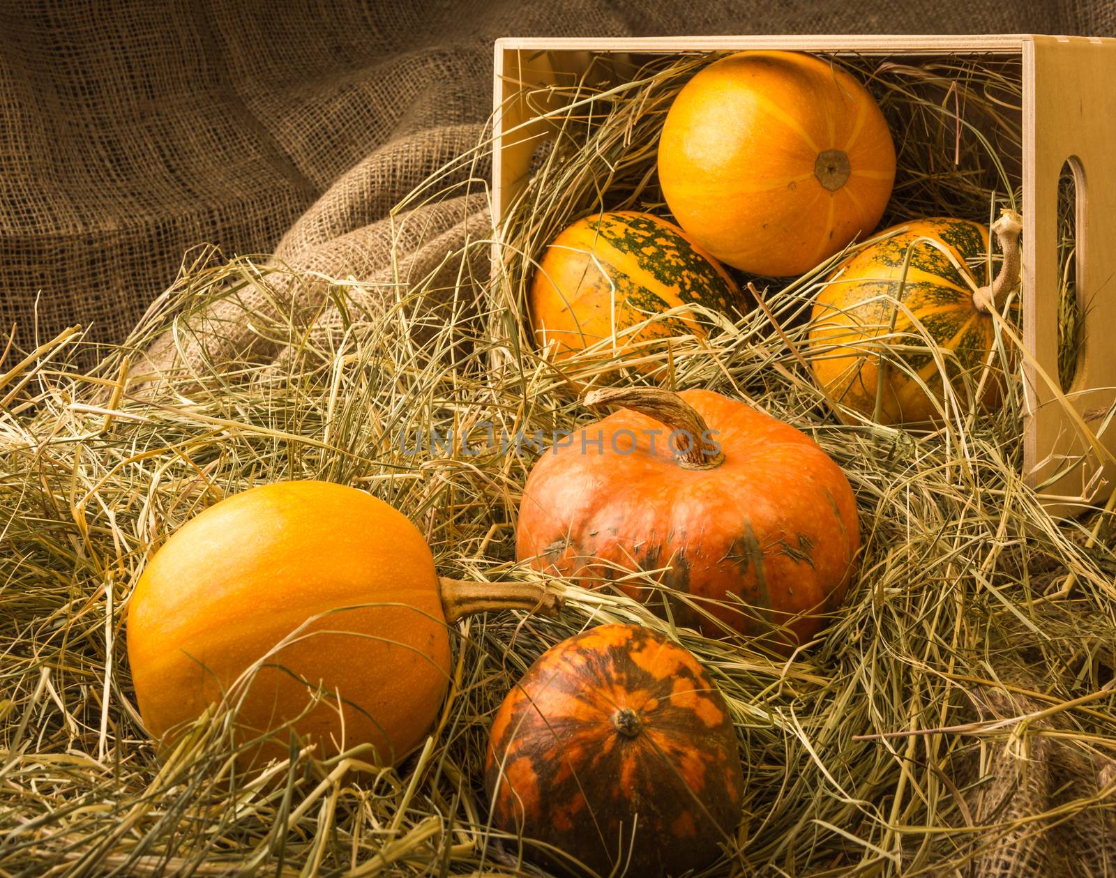 Pumpkins are in the box and on the straw