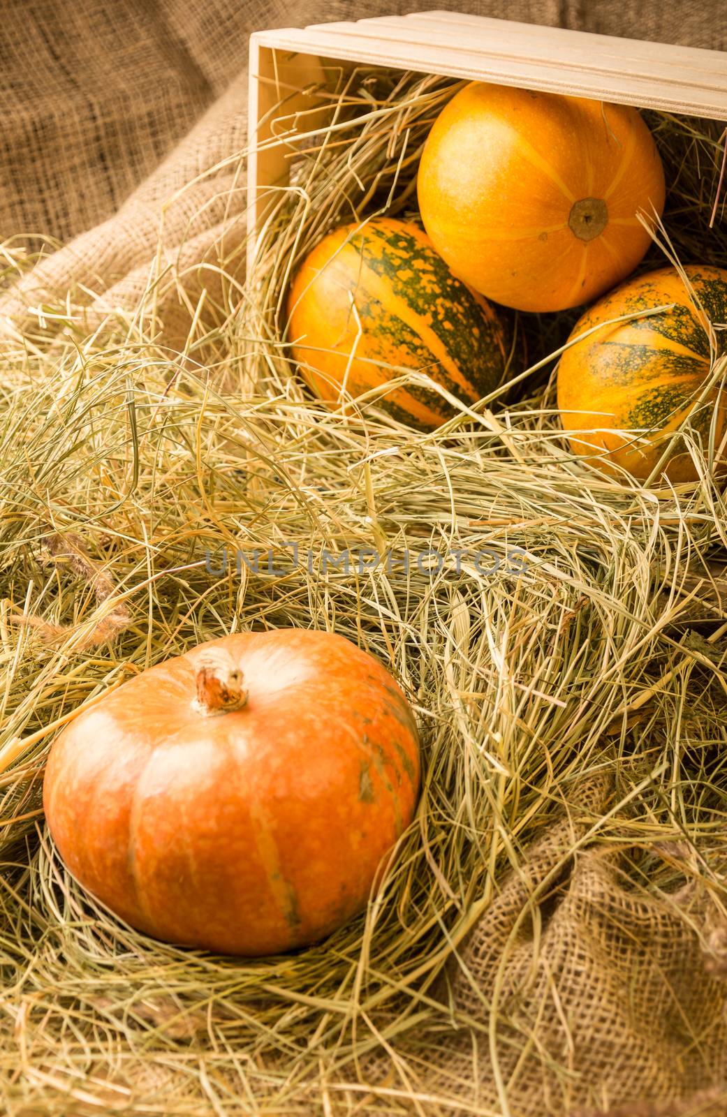 Pumpkins are in the box and on the straw