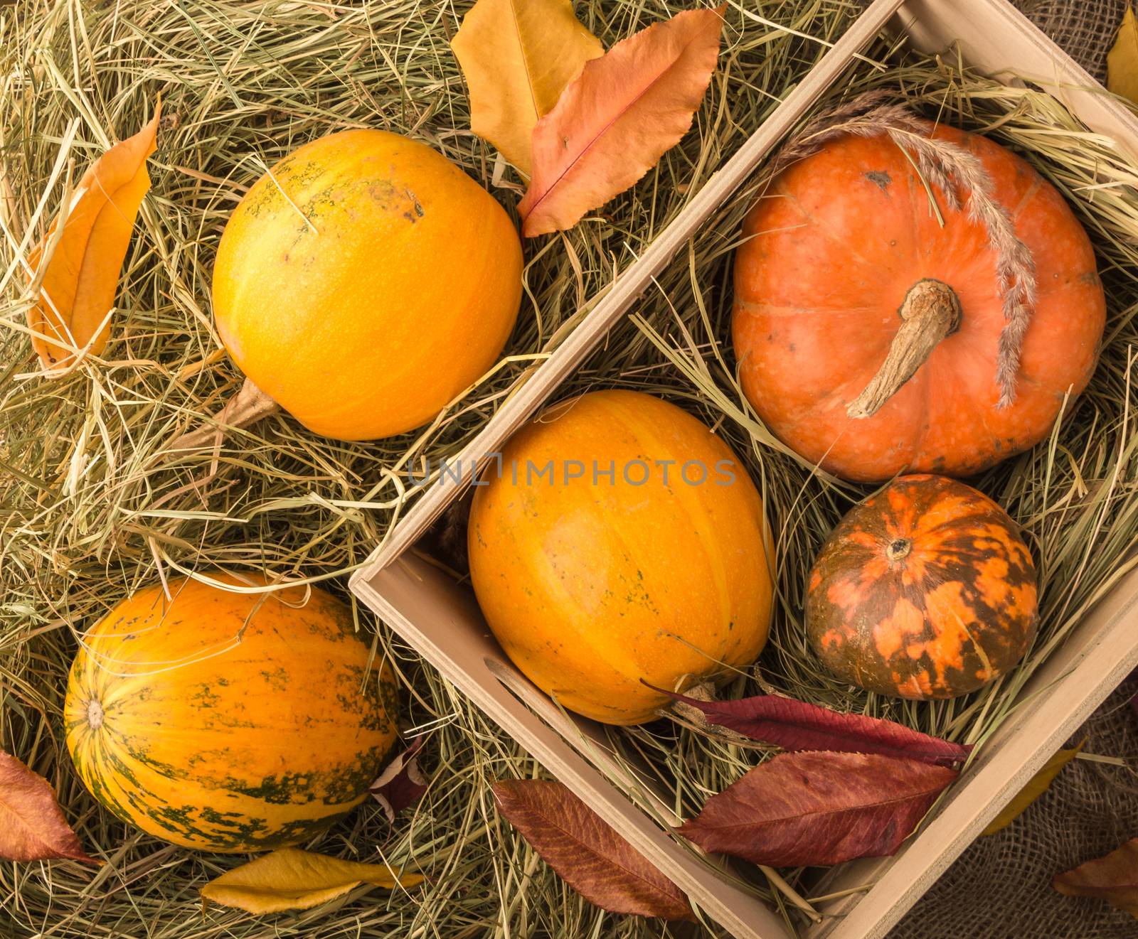 Pumpkins are in the box and on the straw. Nearby lies autumn leaves