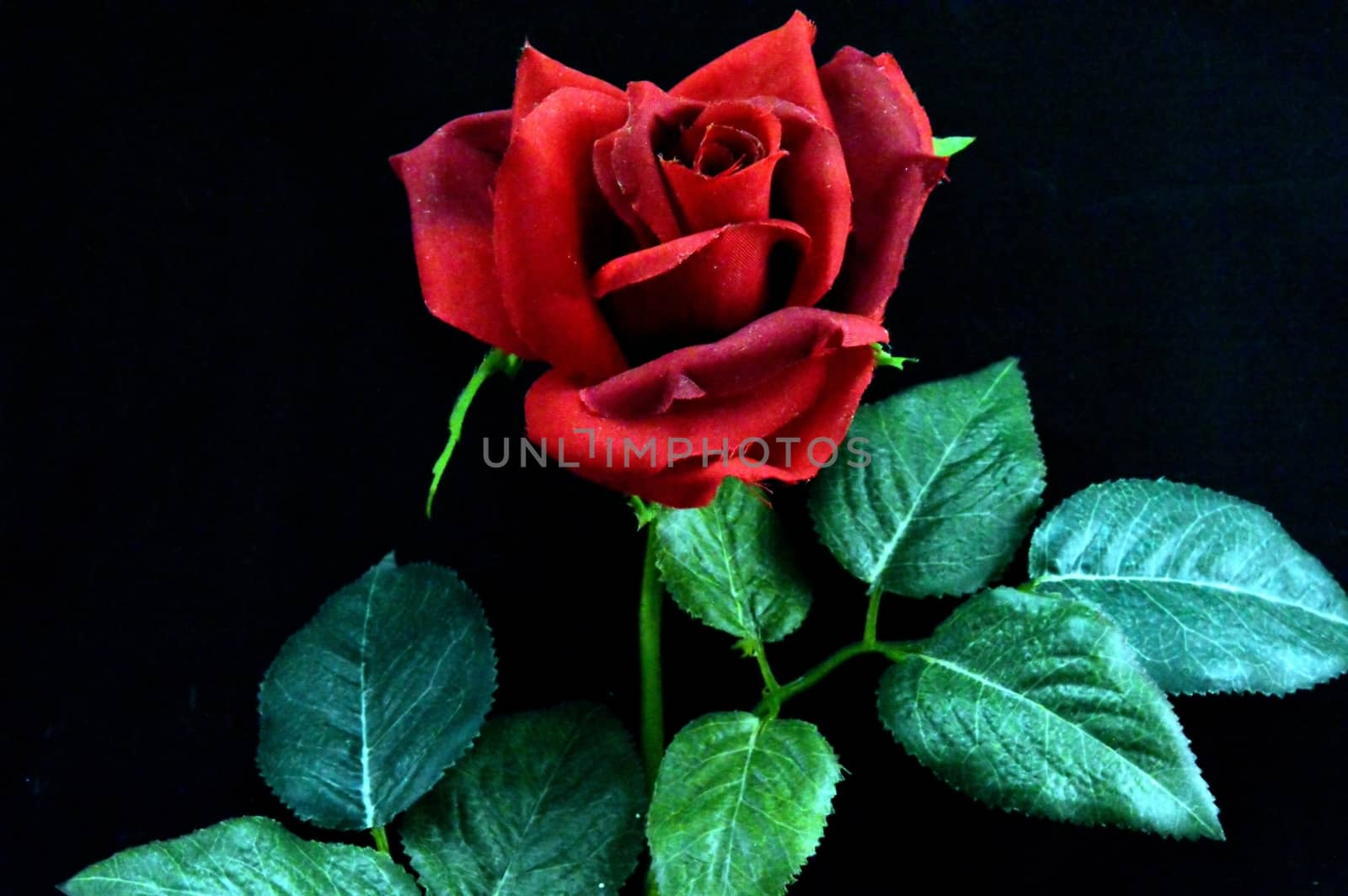 Red rose with leaves laid  by Philou1000