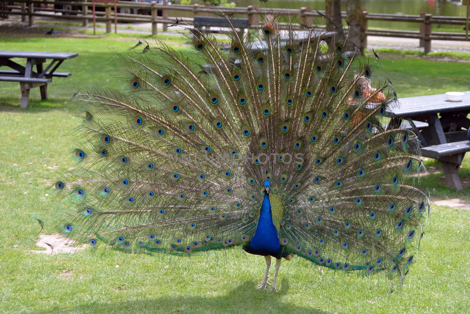 peacock in fota wildlife park near cobh county cork ireland