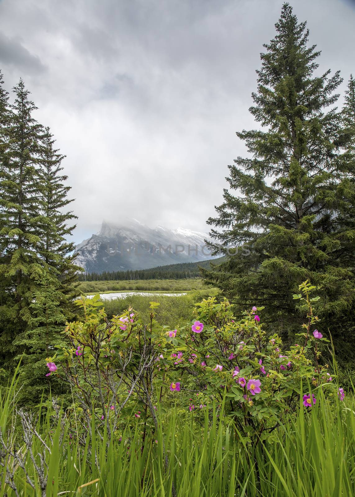 Vermillion Lakes - Banff National Park, Alberta, Canada by gonepaddling