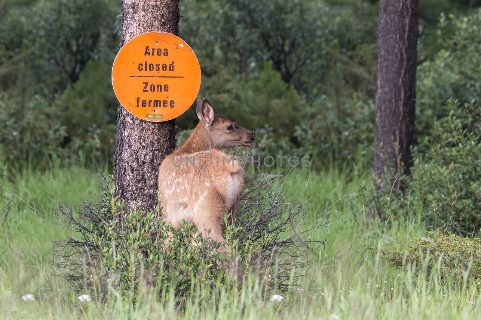 Elk Fawn Entering a Restricted Area - Alberta, Canada by gonepaddling