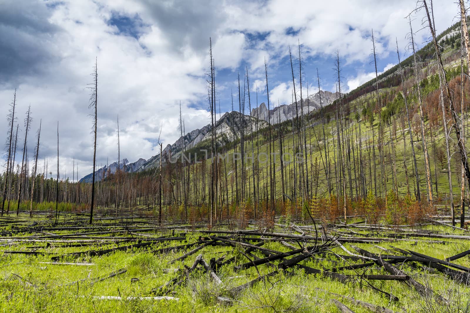 Prescribed Burn in a Boreal Forest - Banff National Park by gonepaddling