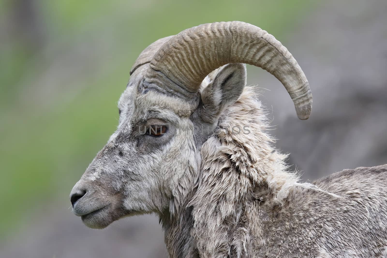 Closeup of a male Rocky Mountain Bighorn Sheep (Ovis canadensis) - Banff National Park, Alberta, Canada