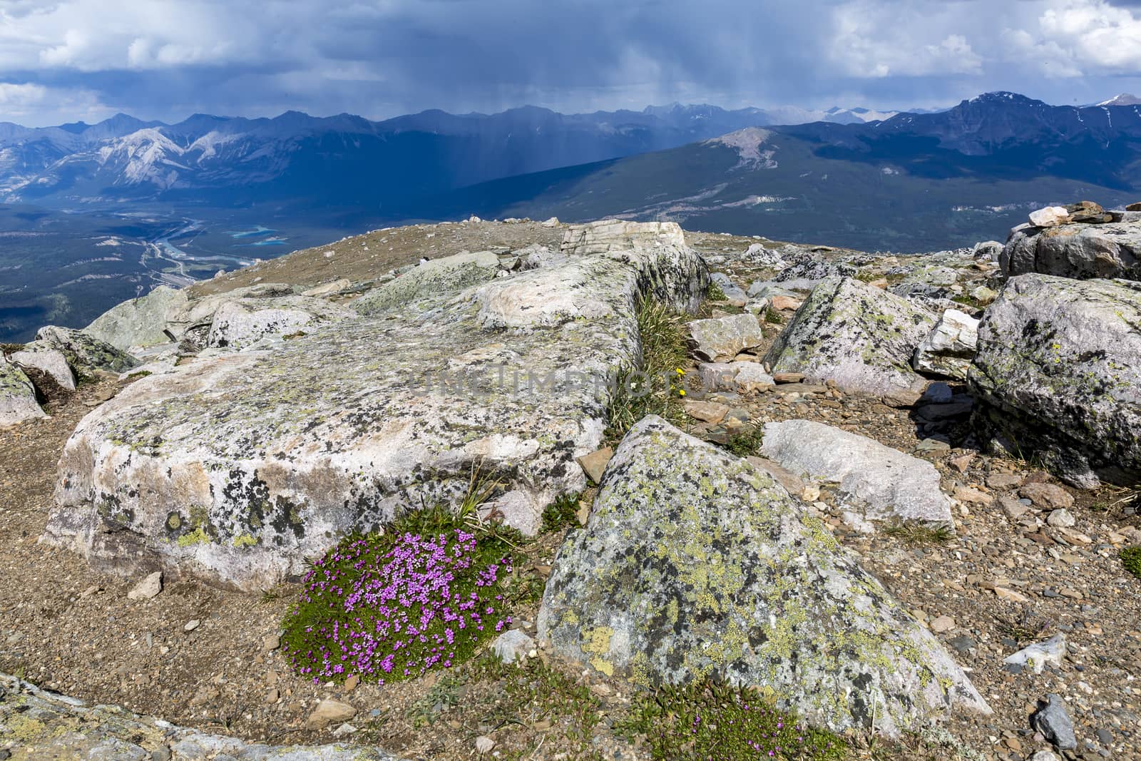 Wildflowers and lichen in an alpine meadow with a storm approaching in the background - Jasper National Park, Alberta, Canada