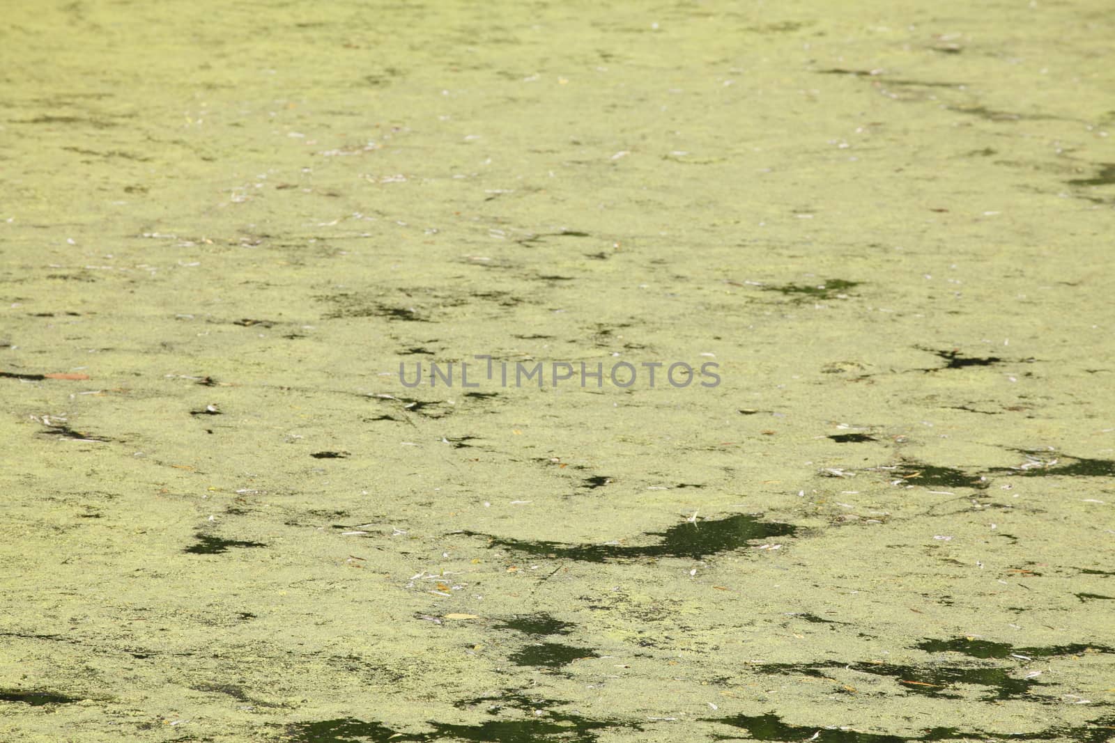 Green Alga in Water