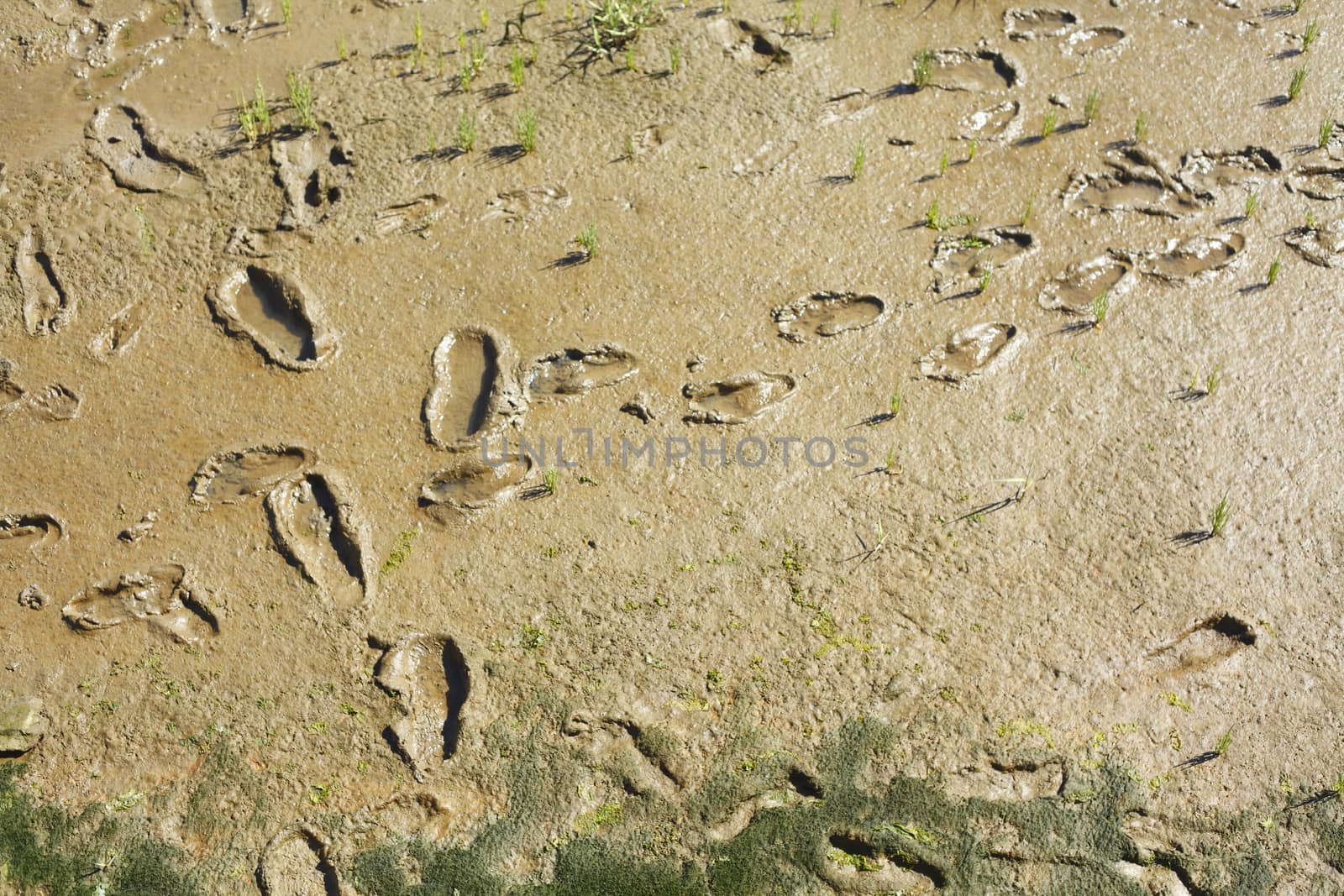 Footprints in the Sand