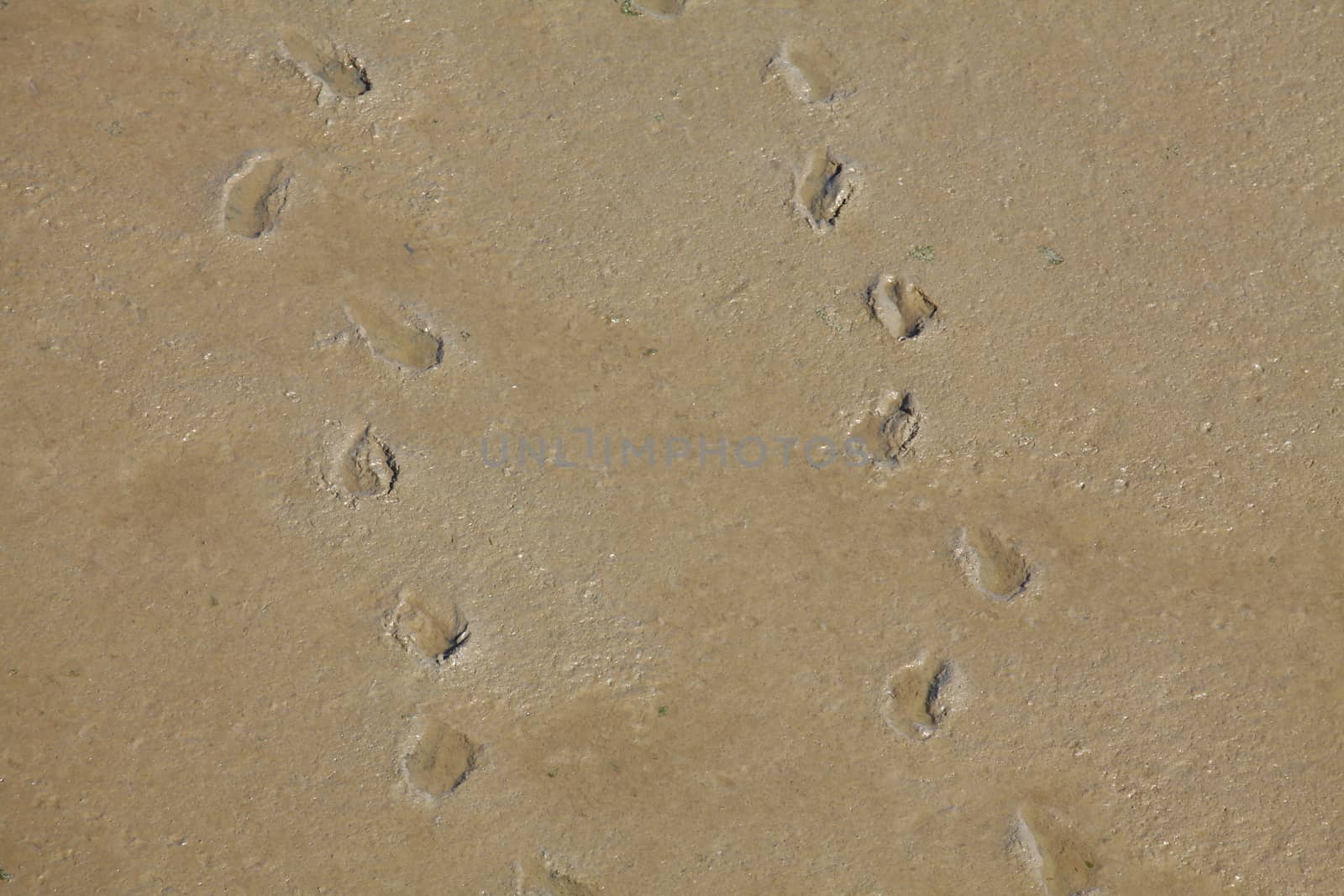 Footprints in the Sand