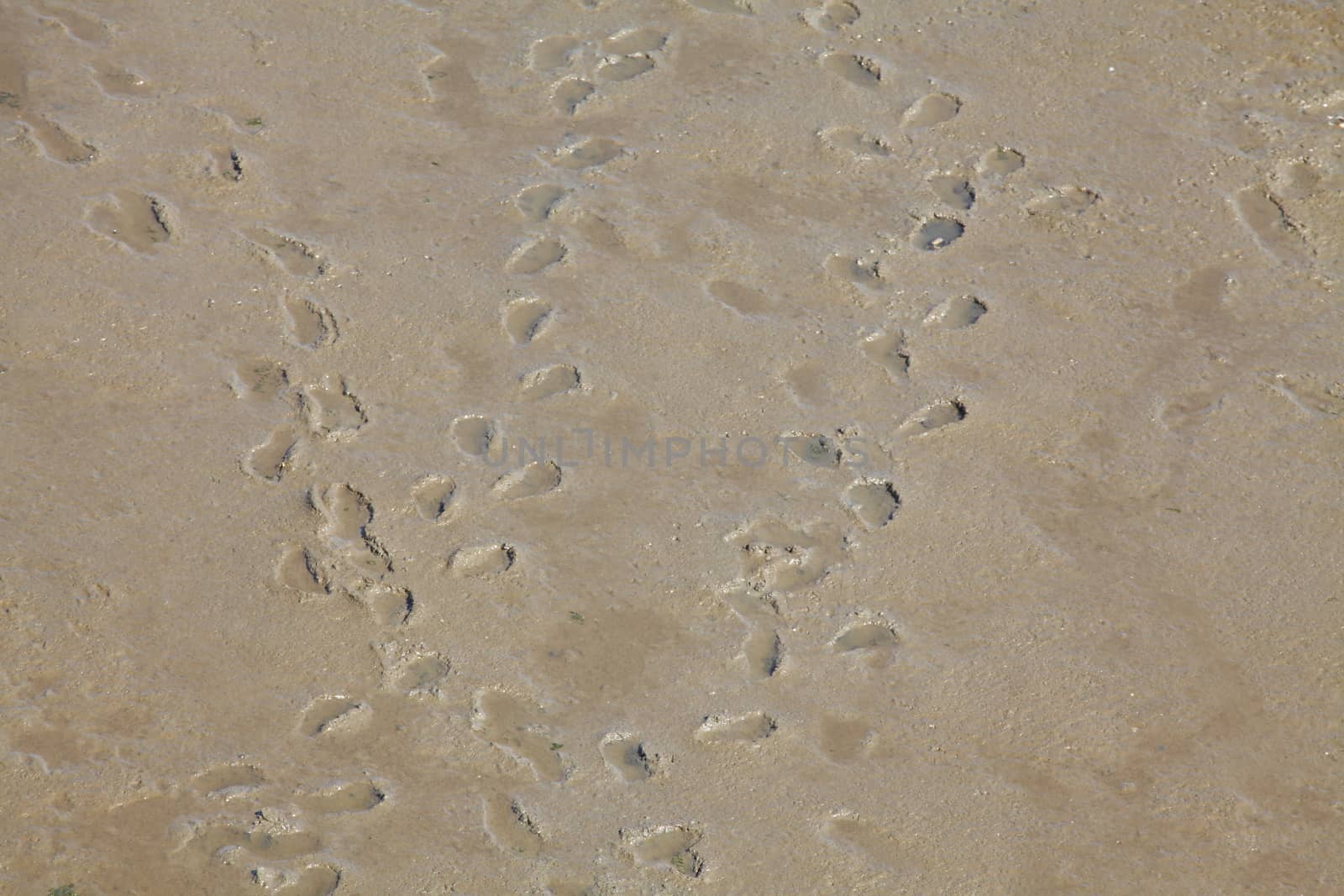 Footprints in the Sand