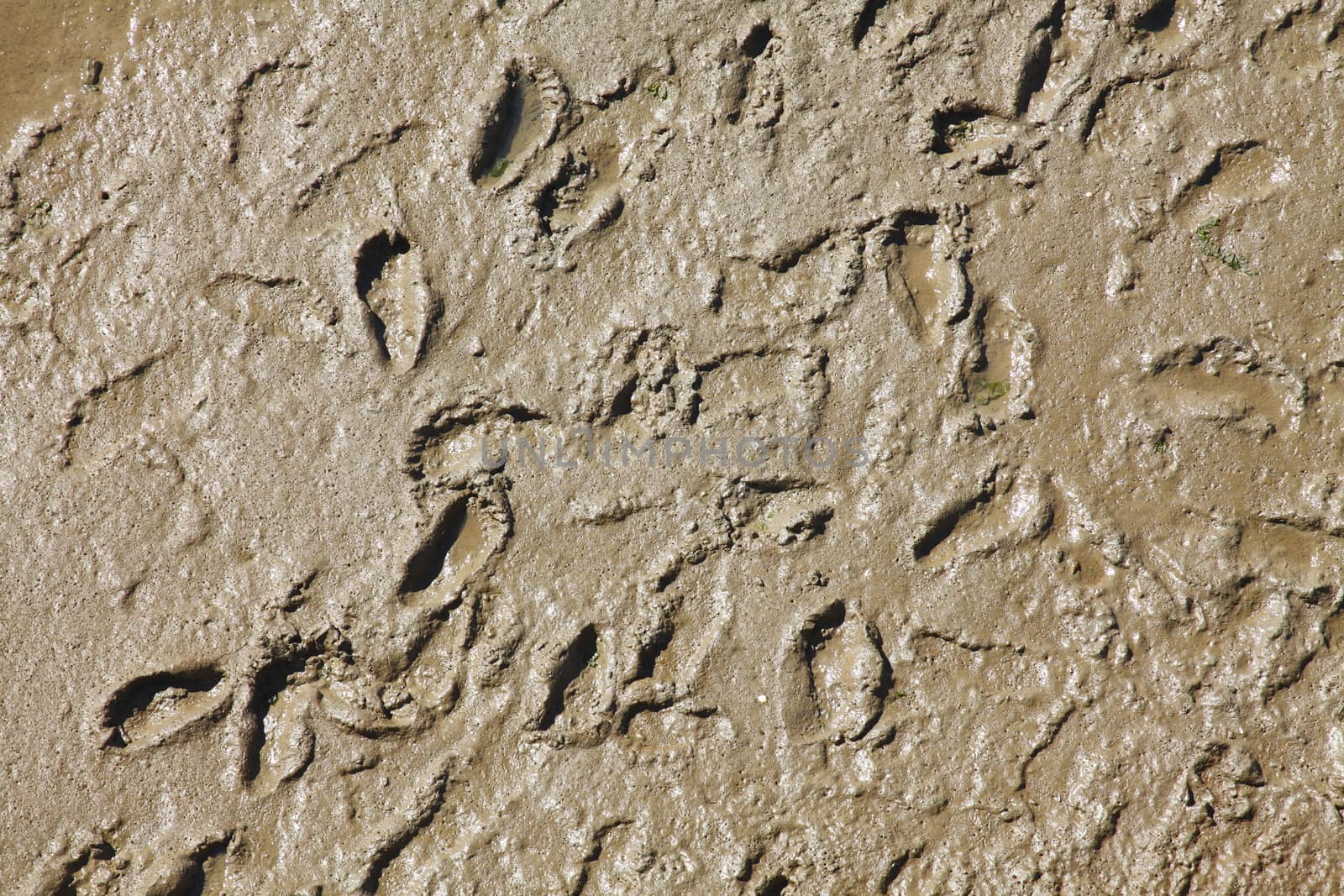 Footprints in the Sand