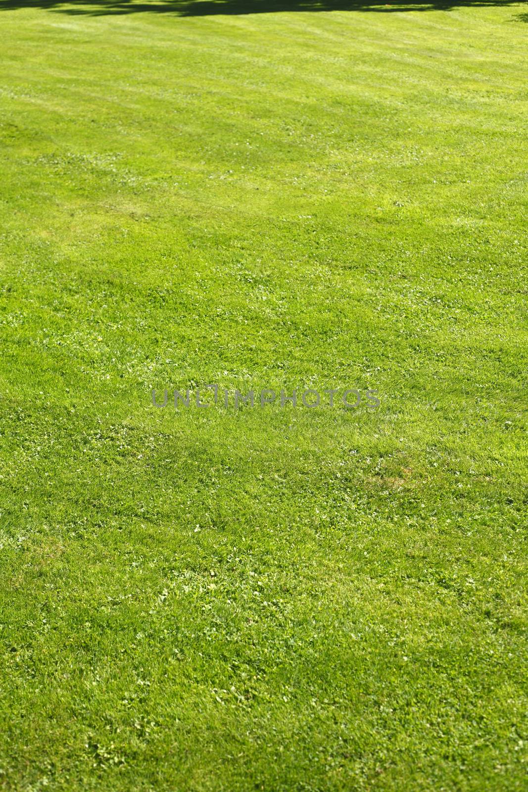 Medow with fresh mowed lawn