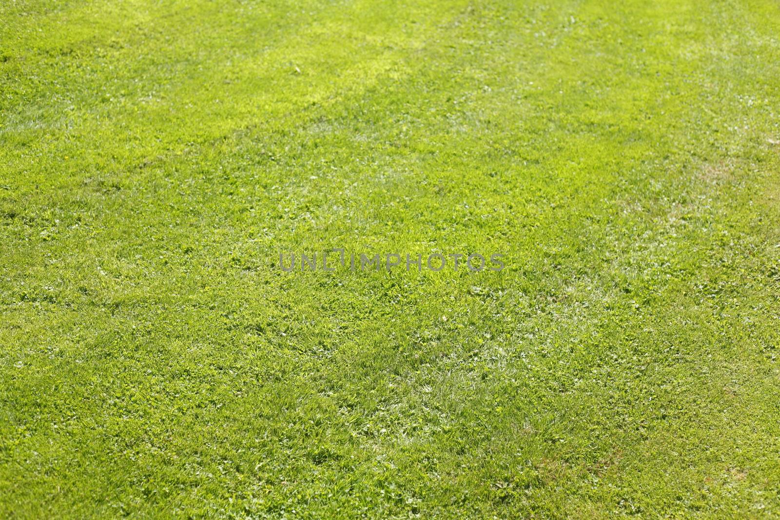 Medow with fresh mowed lawn