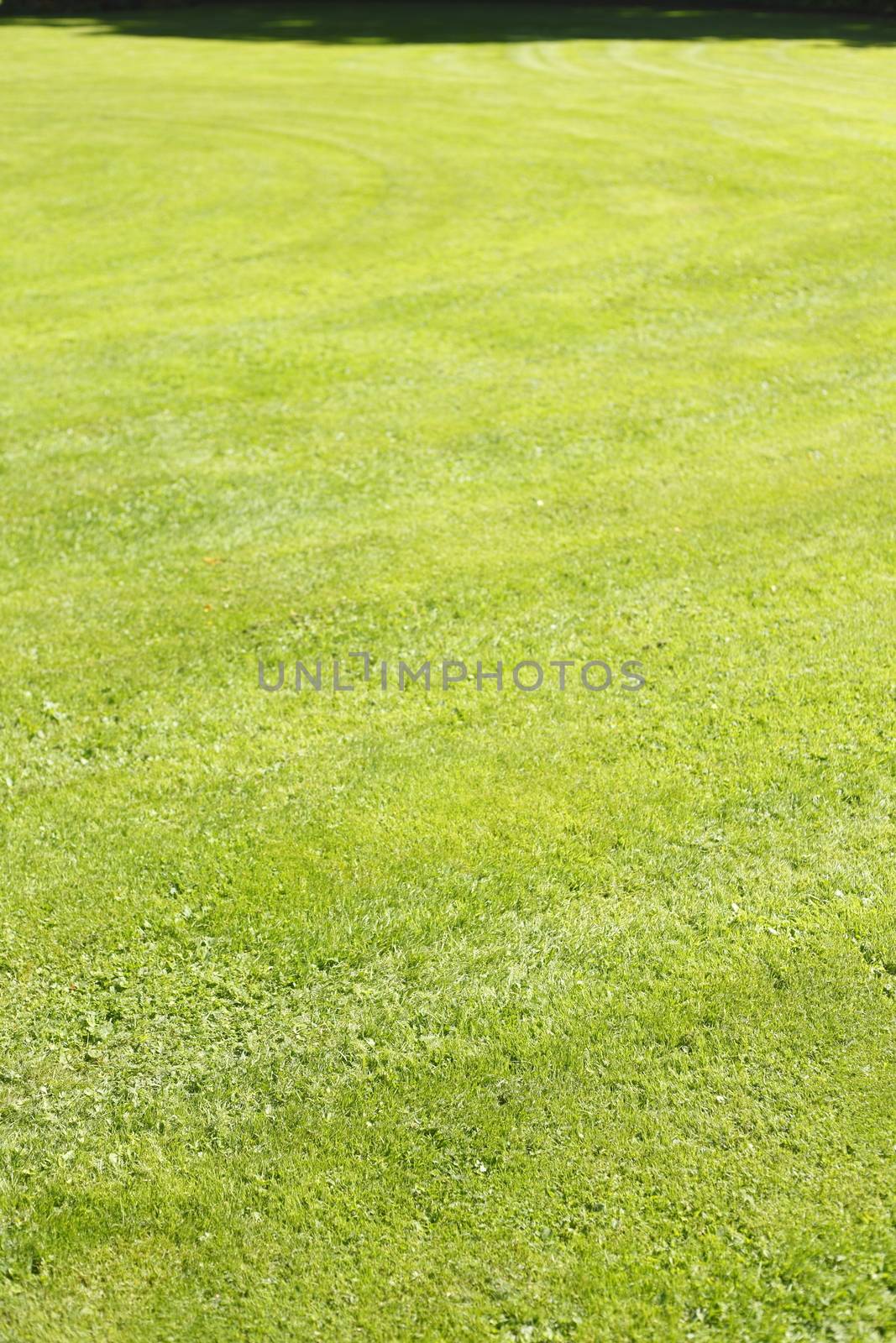 Medow with fresh mowed lawn