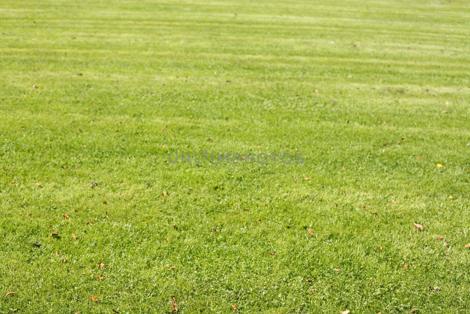 Medow with fresh mowed lawn