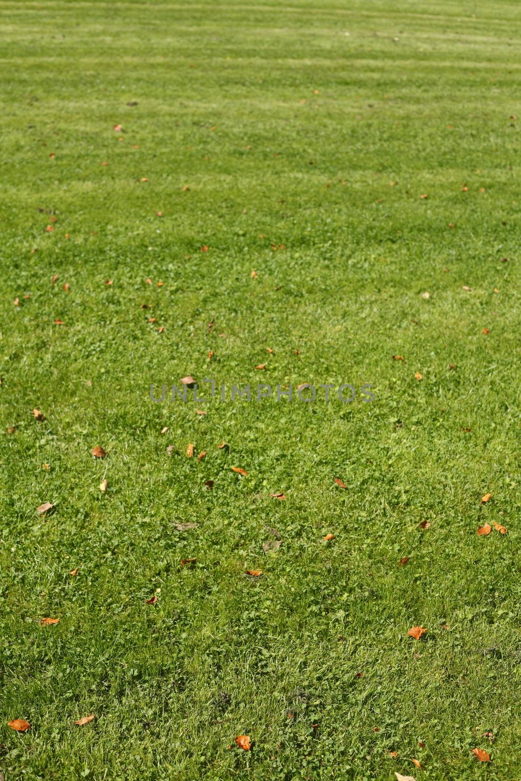 Medow with fresh mowed lawn