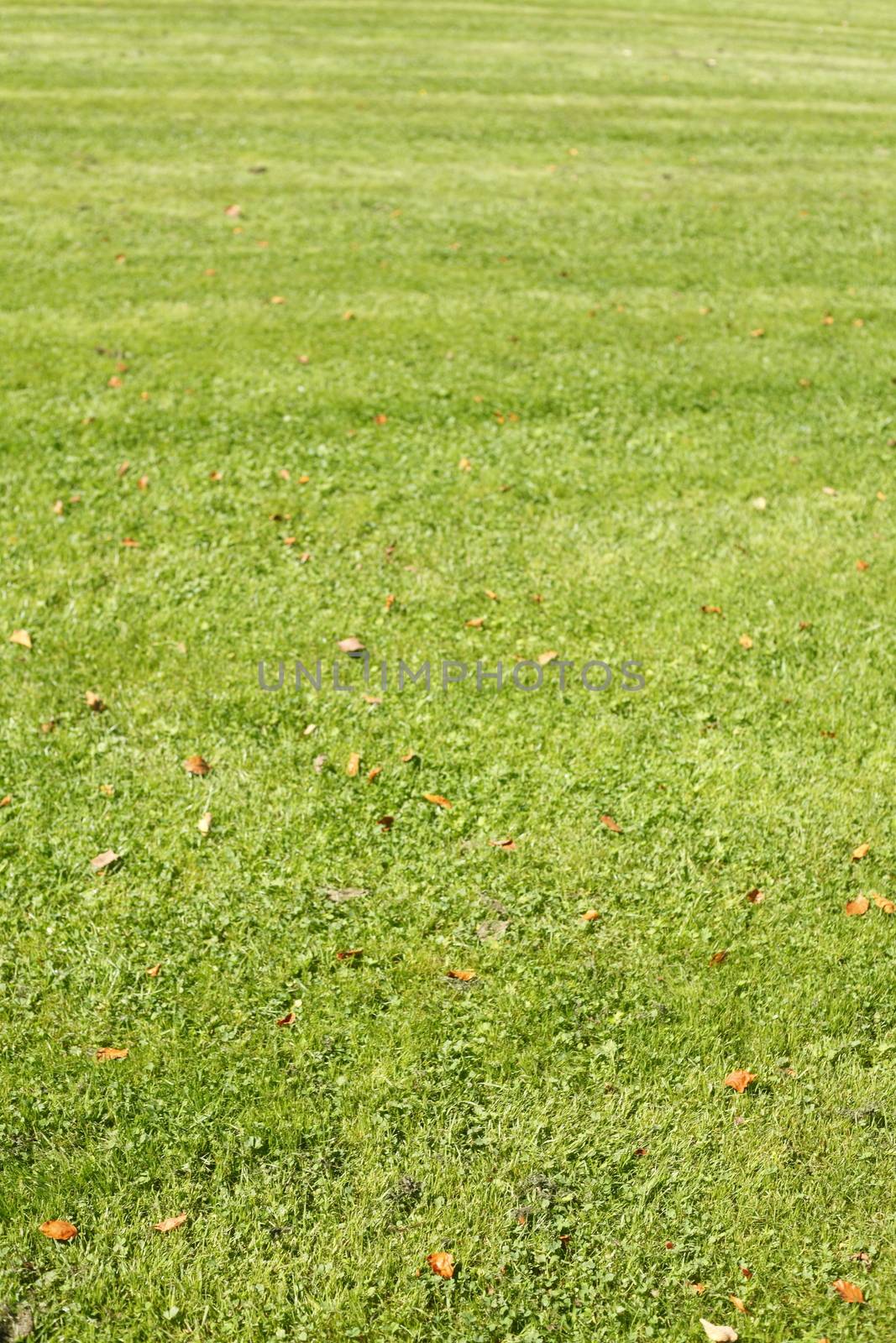 Medow with fresh mowed lawn