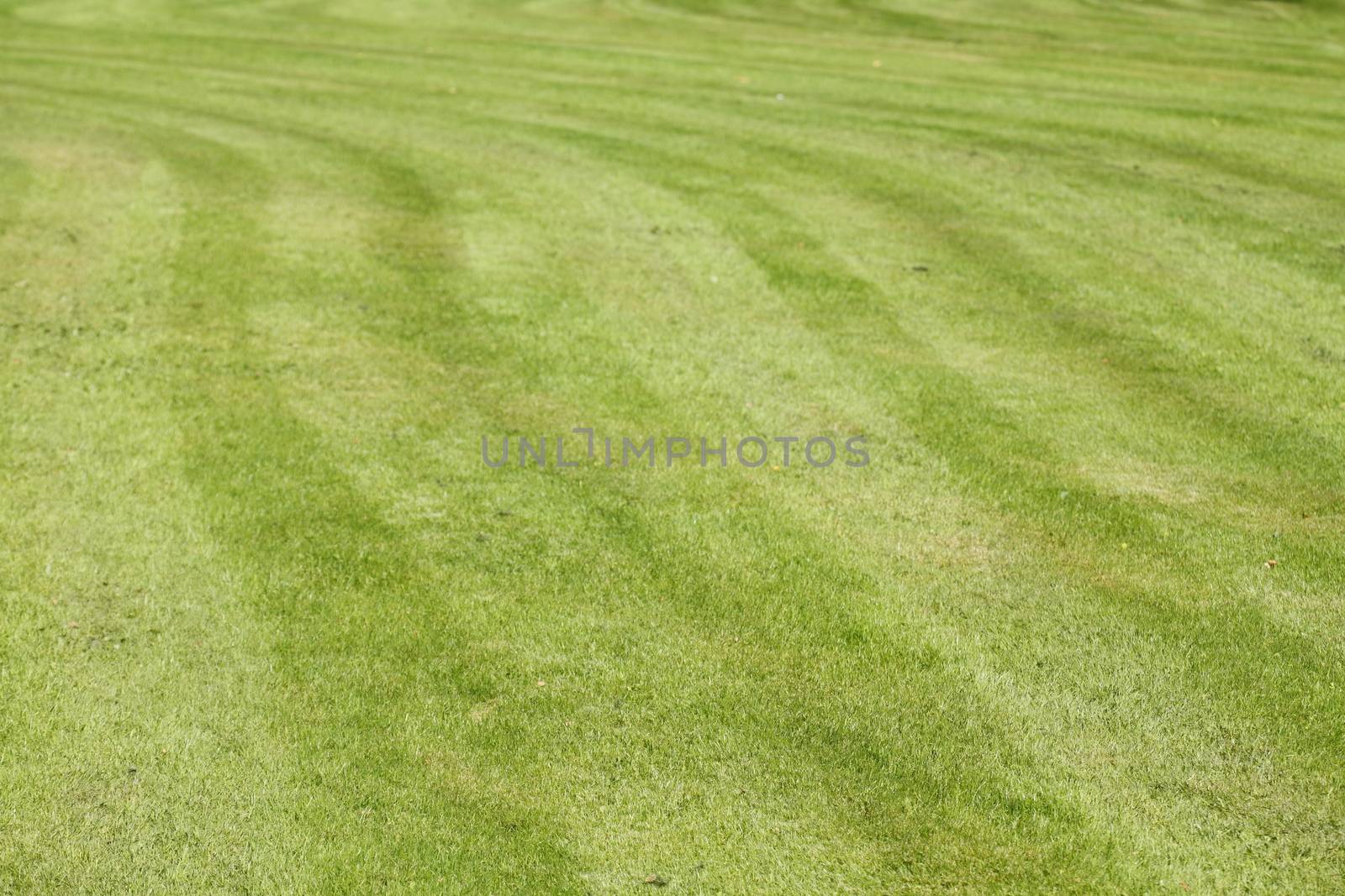 Medow with fresh mowed lawn