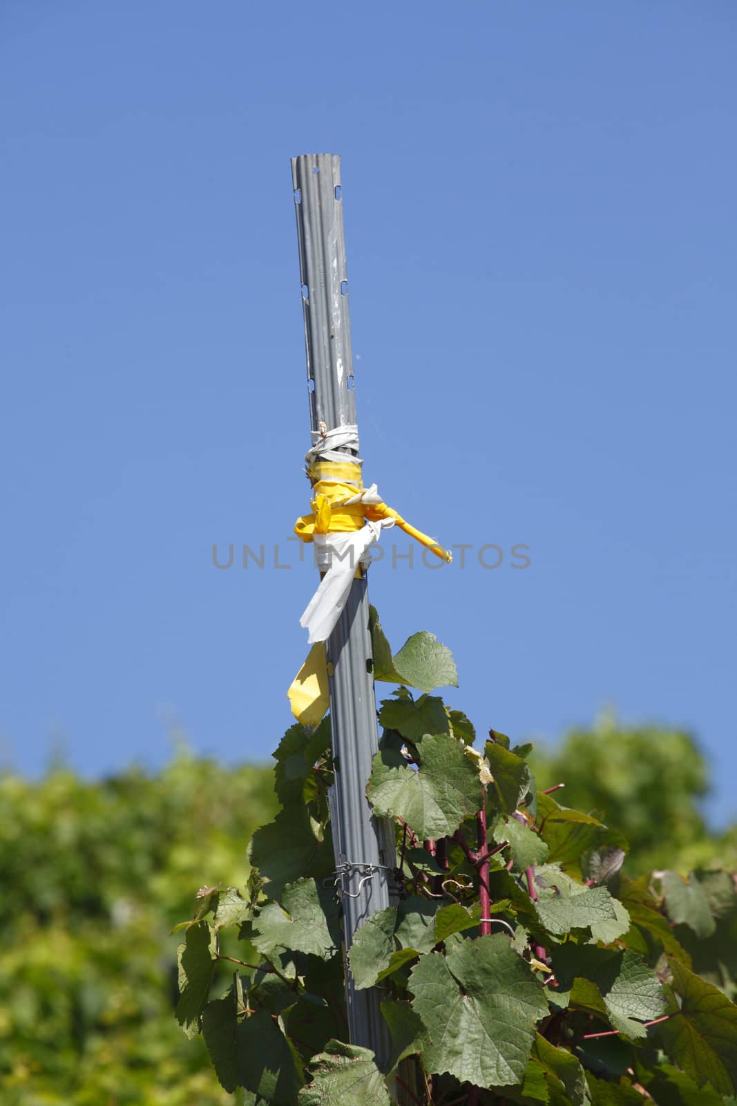 Vines, vineyards