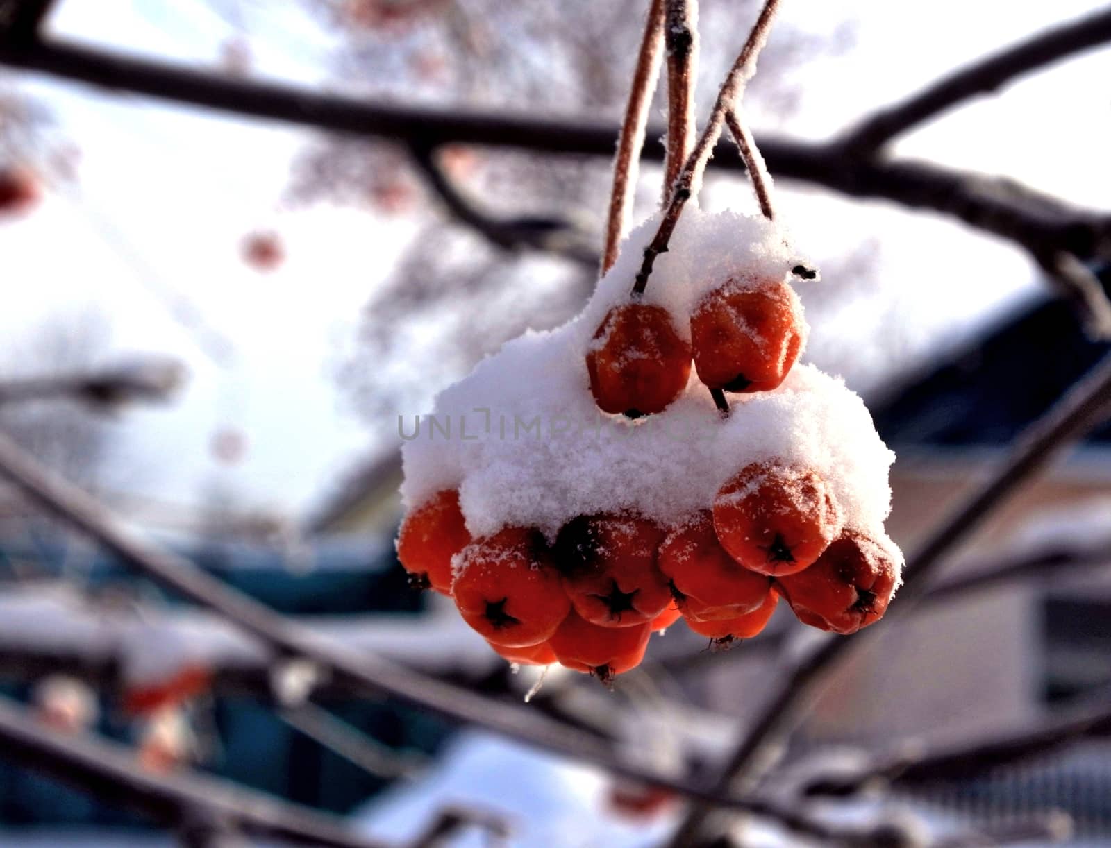 Branch of rowan berries, covered by fresh snow. by valerypetr