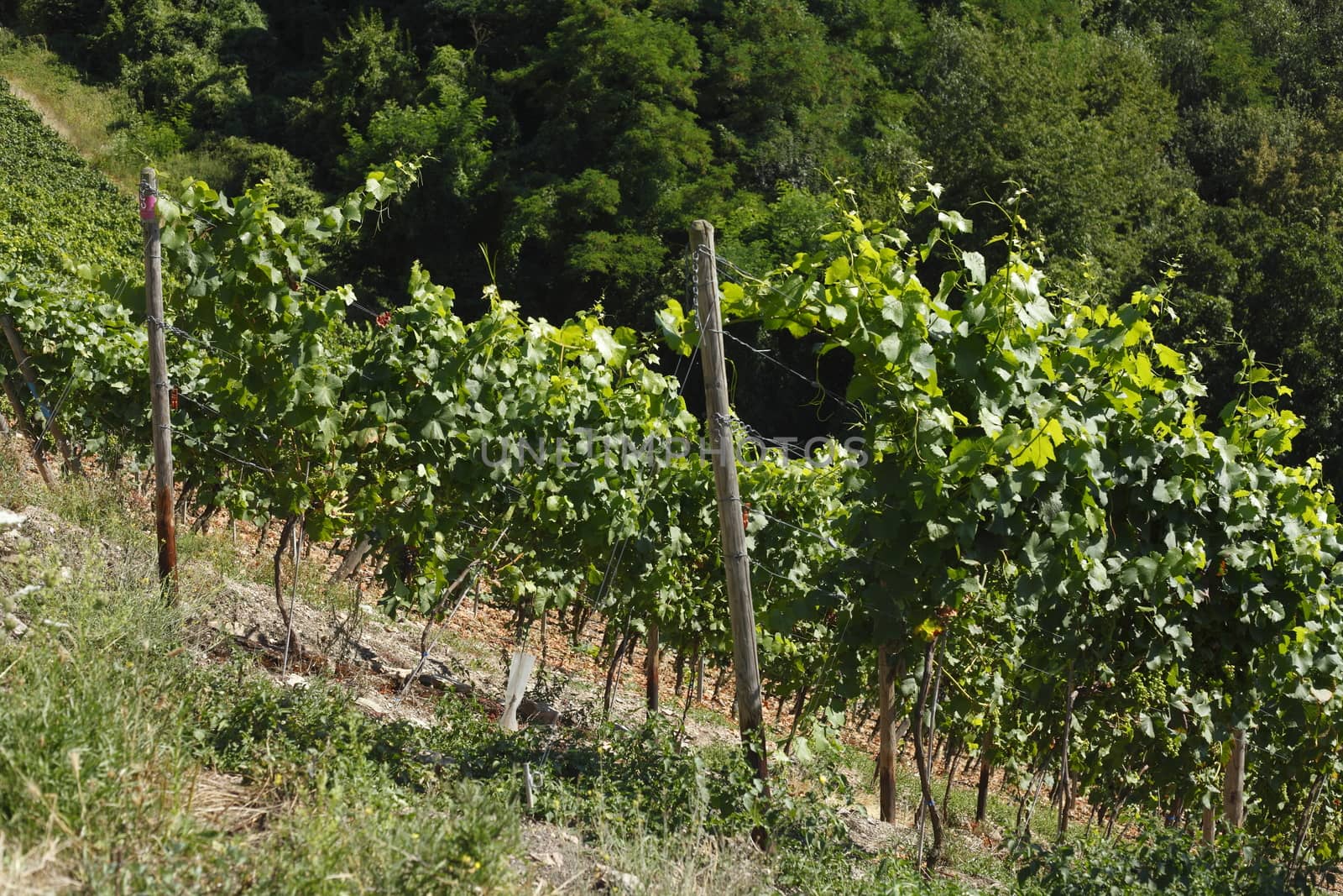 Vines, vineyards