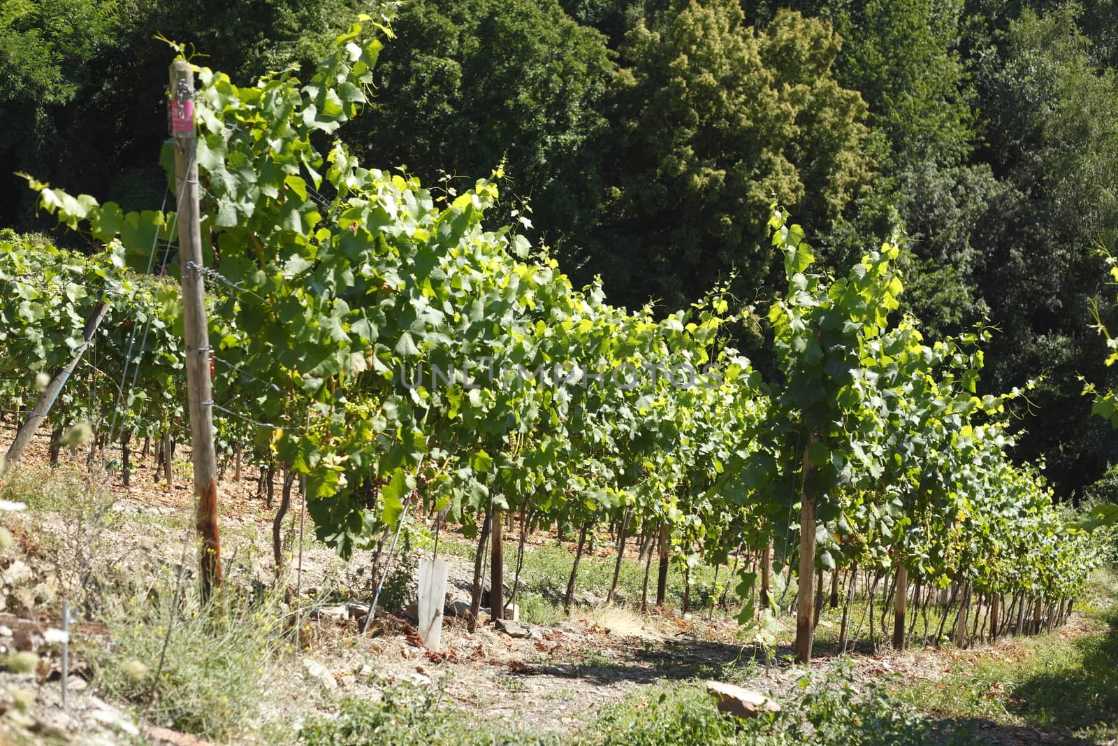 Vines, vineyards