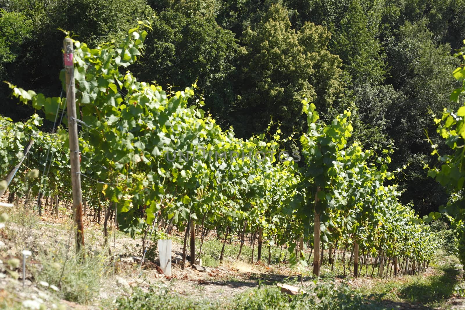 Vines, vineyards