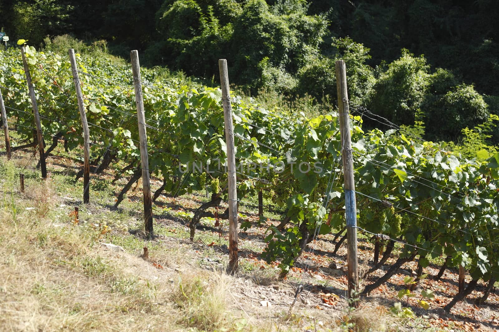 Vines, vineyards