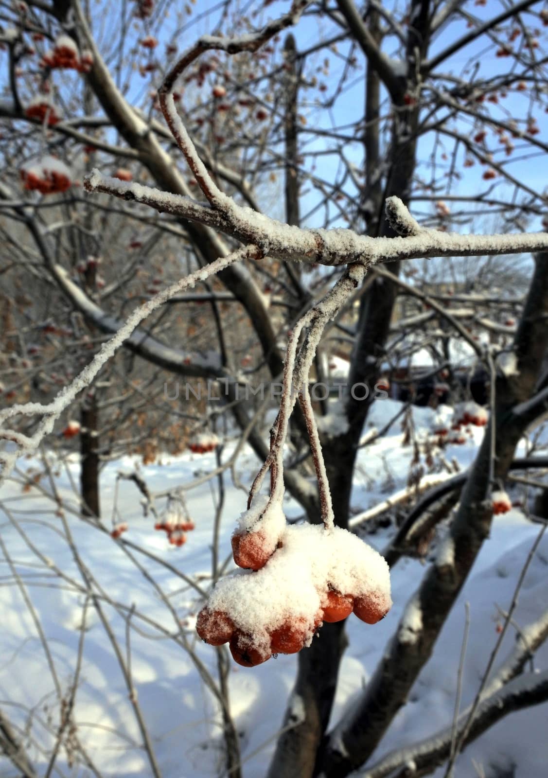 Branch of rowan berries, covered by fresh snow. by valerypetr