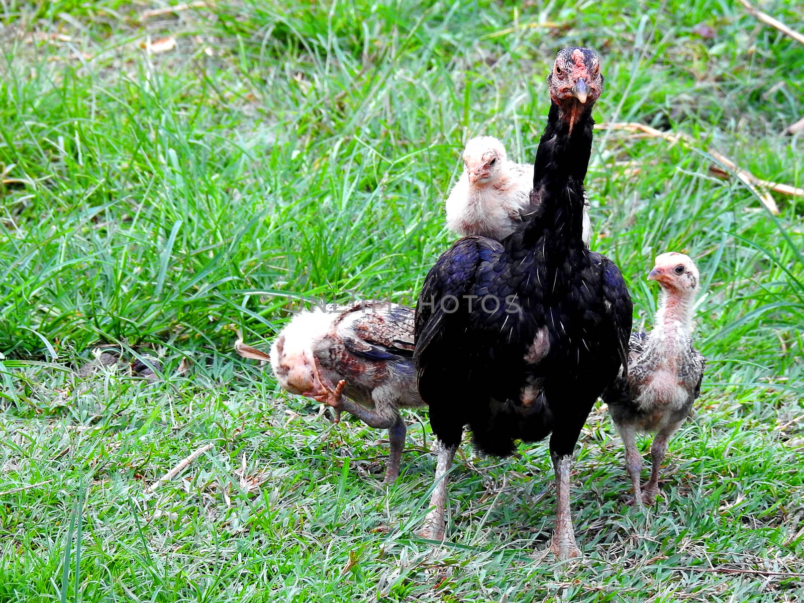 Hen and chicks in garden.