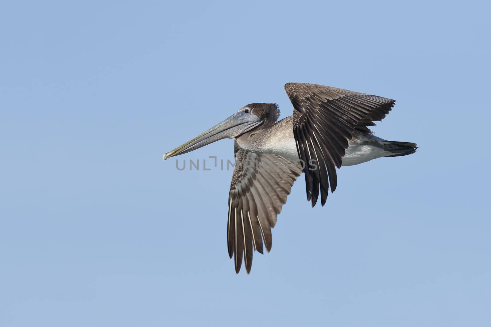 An immature Brown Pelican (Pelecanus occidentalis) flies close to shore on a fishing excursion - Fort de Soto Park, St. Petersburg, Florida- Fort de Soto Park, St. Petersburg, Florida