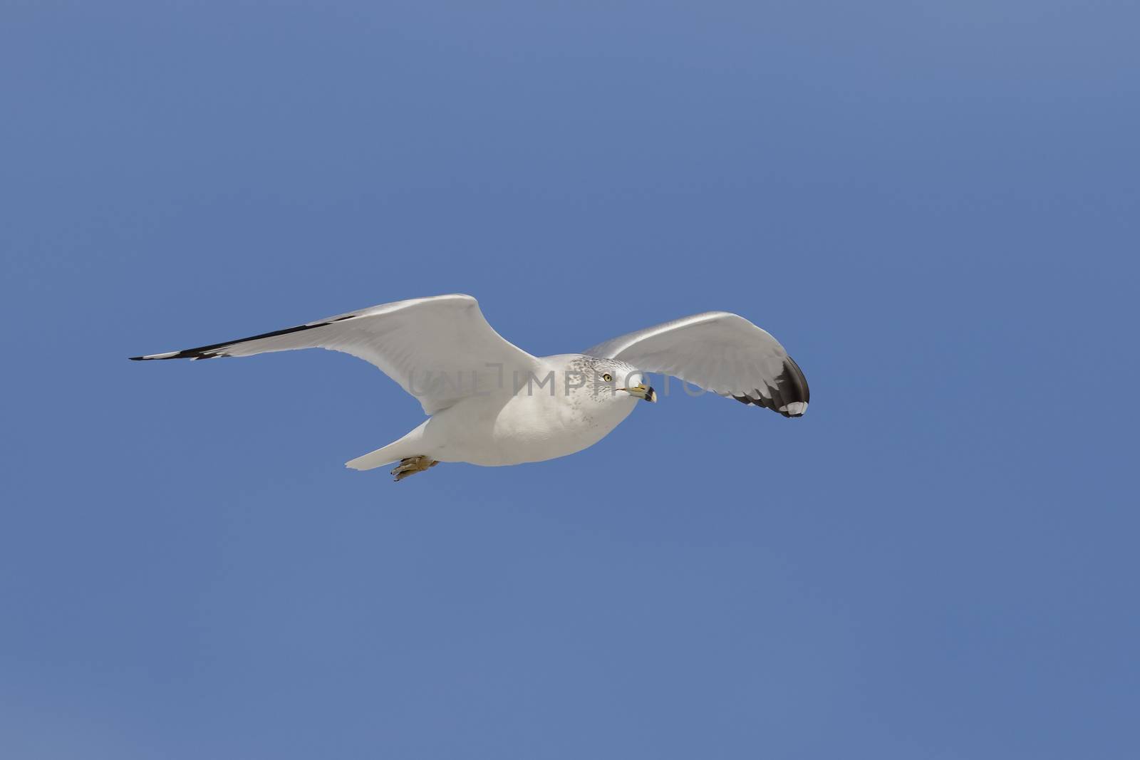 Ring-billed Gull (Larus delawarensis) in flight against a blue sky - Fort de Soto Park, St. Petersburg, Florida