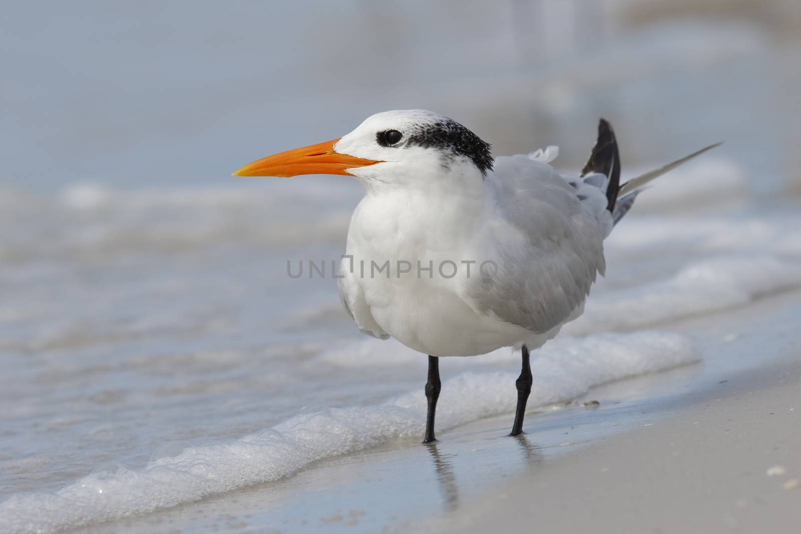 Royal Tern (Thalasseus maximus) standing on the shore of the Gulf of Mexico - Fort de Soto Park, St. Petersburg, Florida