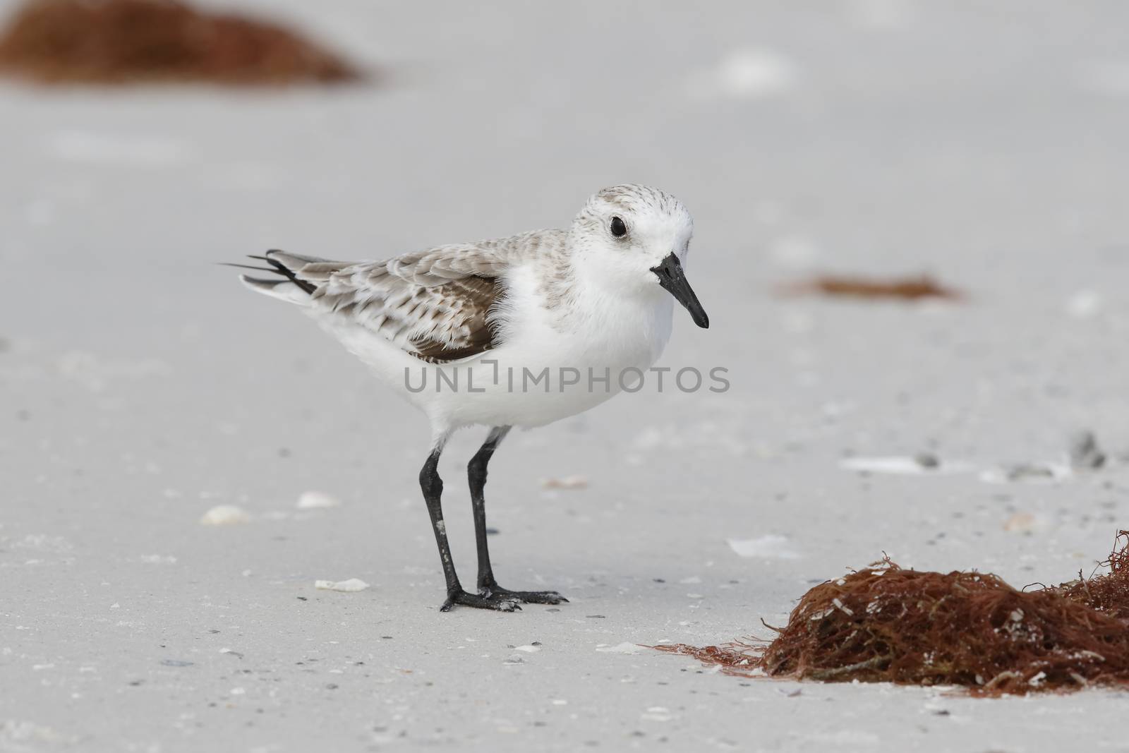 Sanderling foraging on a Florida beach in fall by gonepaddling