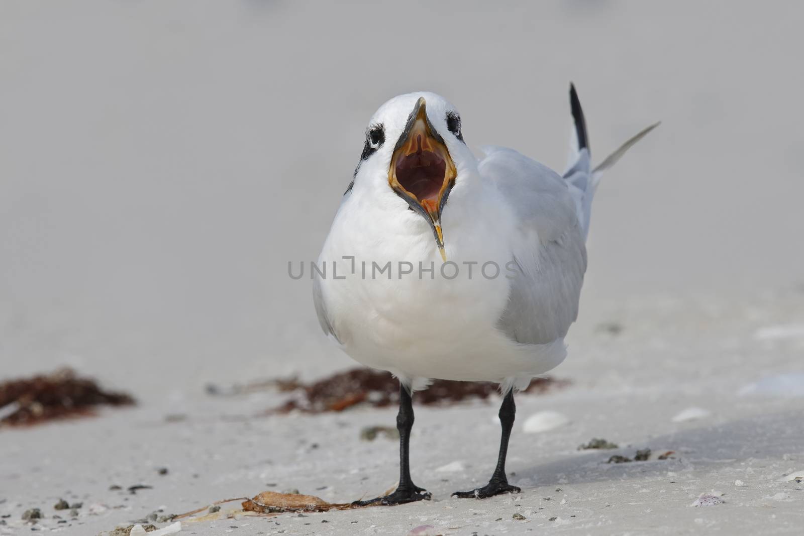 Sandwich Tern calling on a Florida beach by gonepaddling