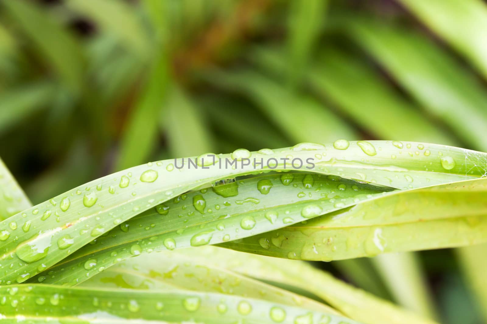 Water droplets sitting on a green leaf in the rain season