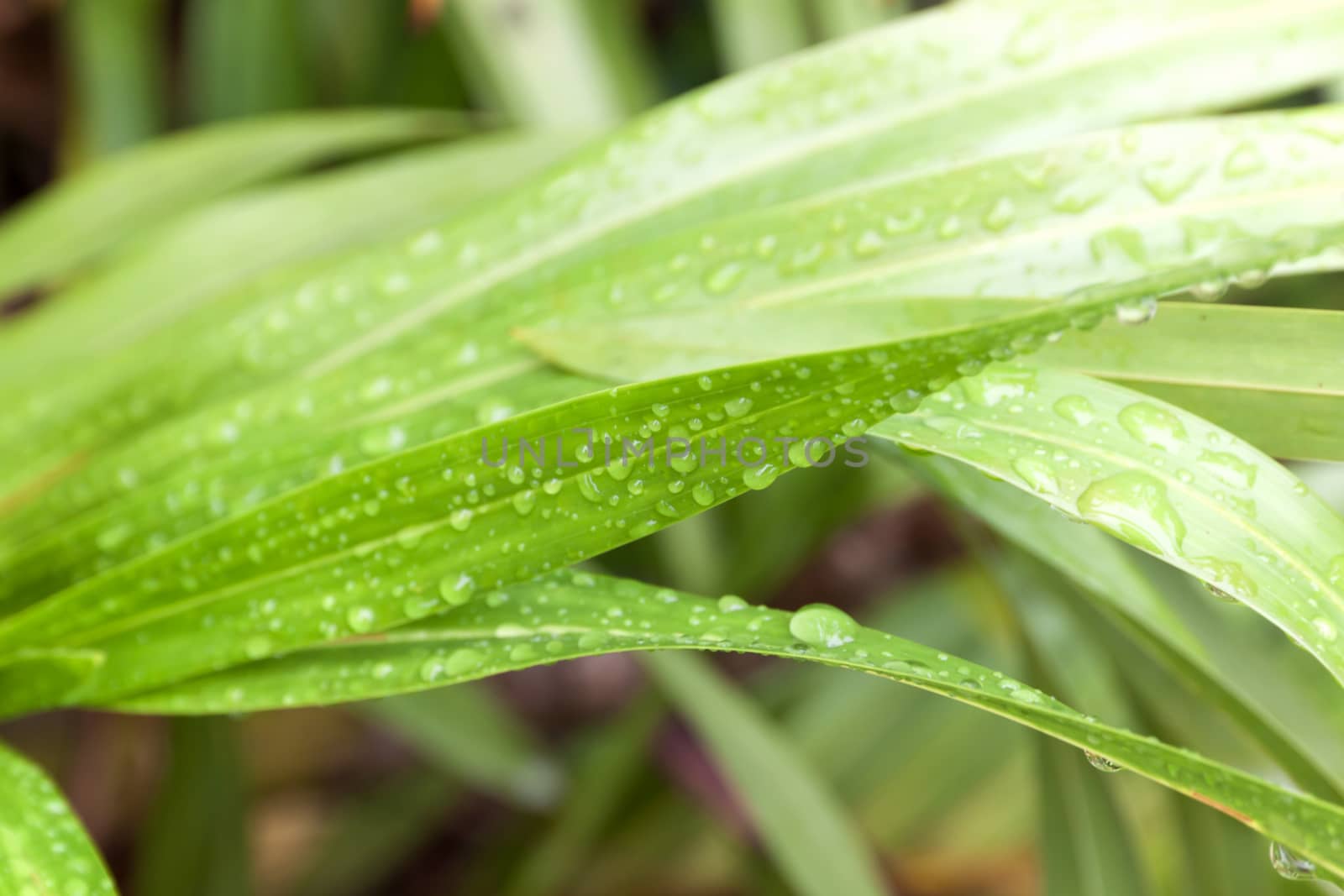 Water droplets sitting on a green leaf in the rain season