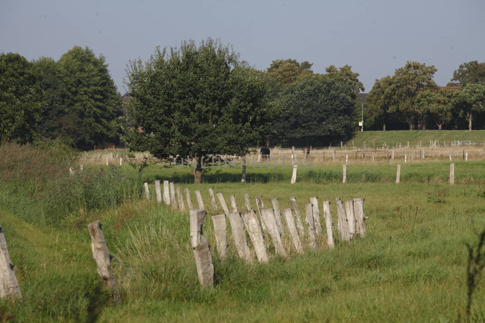 Wooden Fence