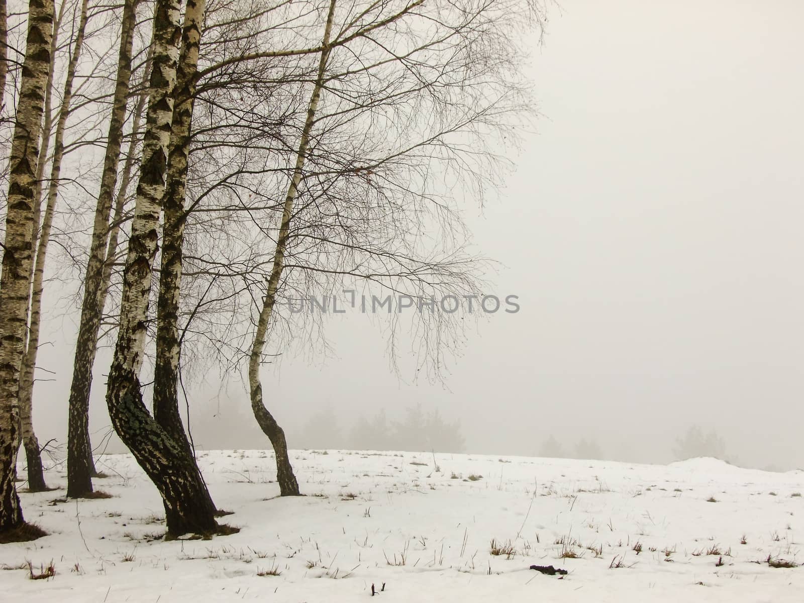 Trees standing on the left Side of Mist during Winter in Vilnius City, Lithuania