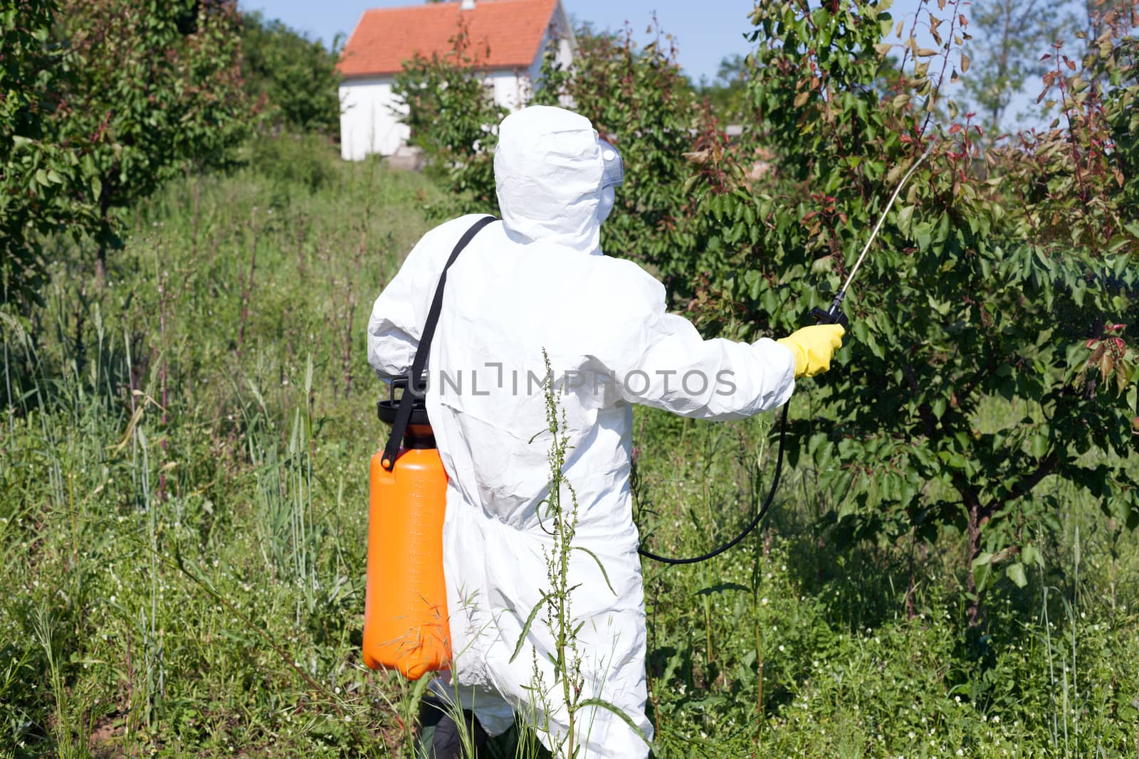 Man spraying toxic pesticides or insecticides in fruit orchard