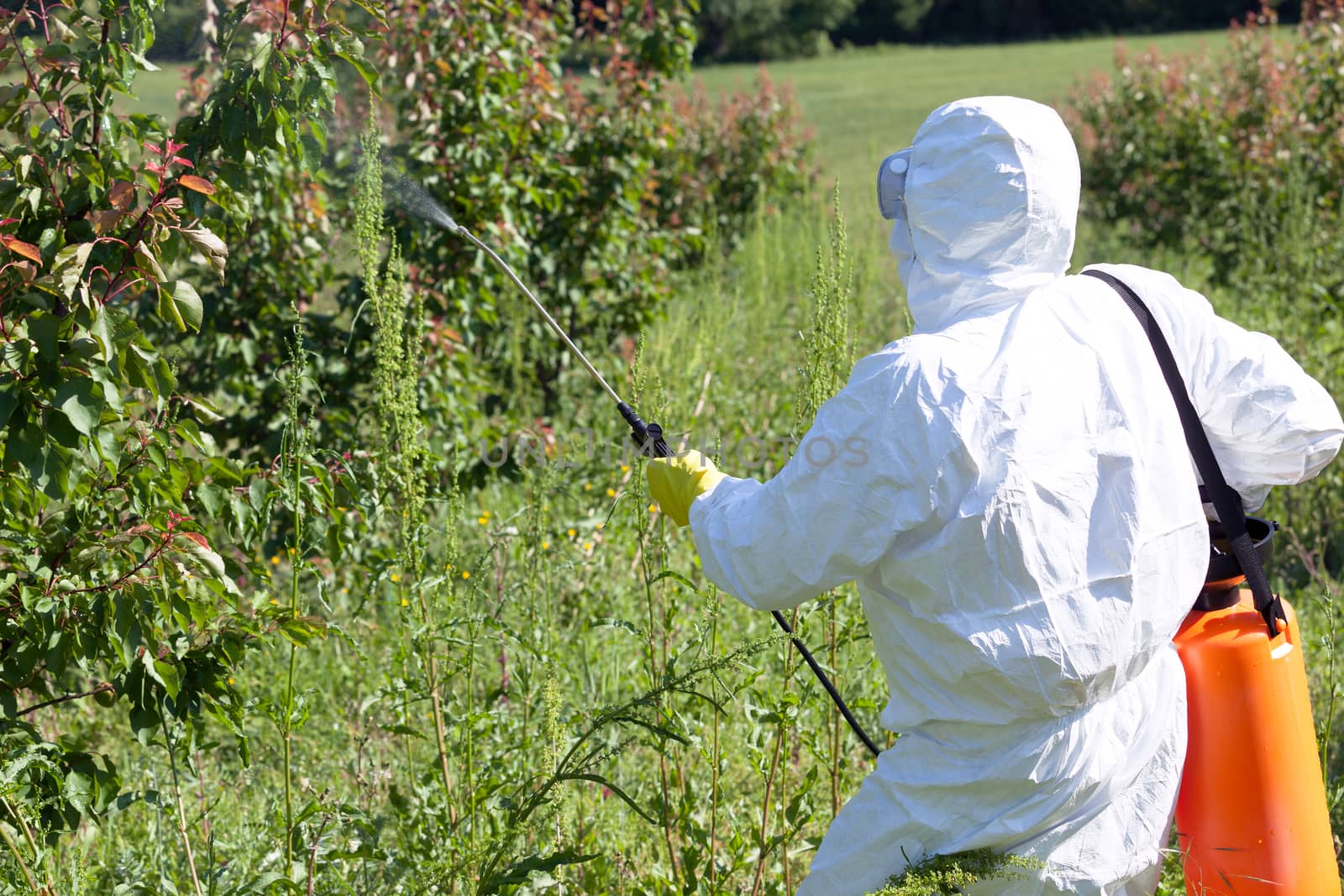 Farmer spraying toxic pesticides or insecticides in fruit orchar by wellphoto
