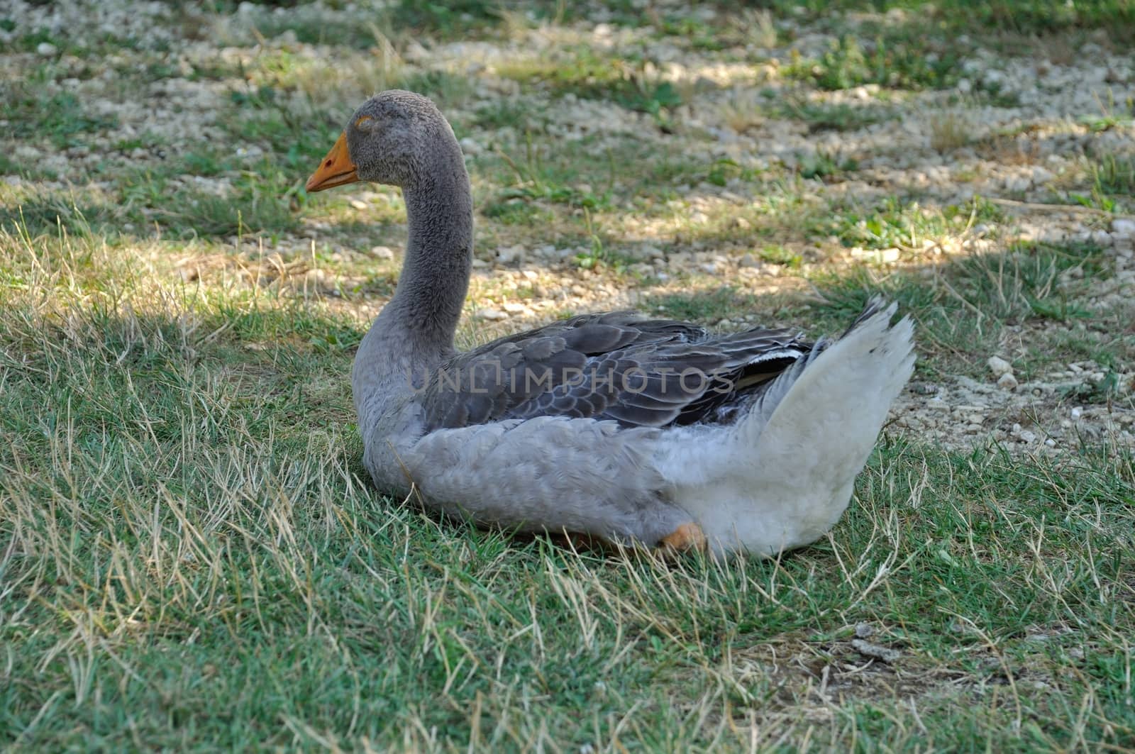 Farmed white goose standing on grass  by BZH22