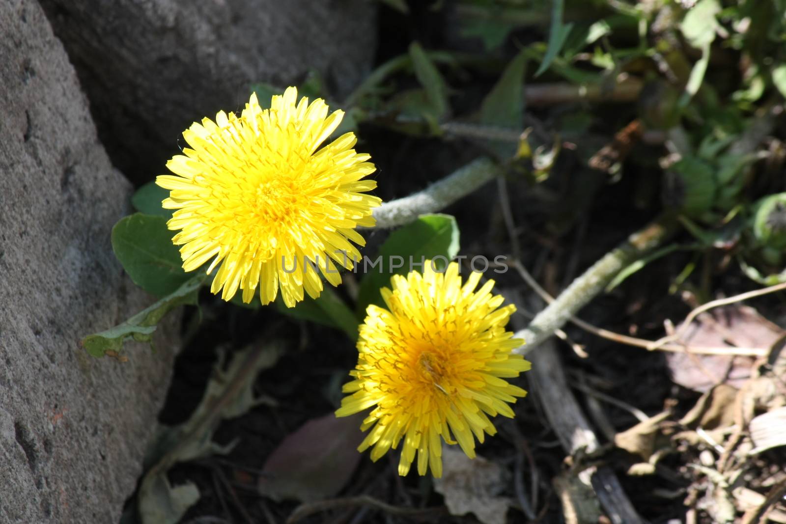 the first spring dandelions early in the morning